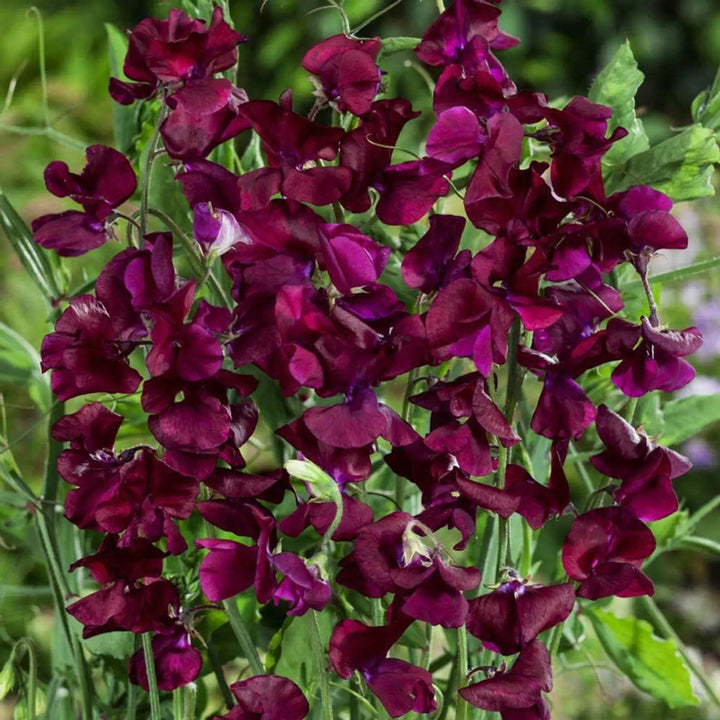 Sweet Pea flower seeds
