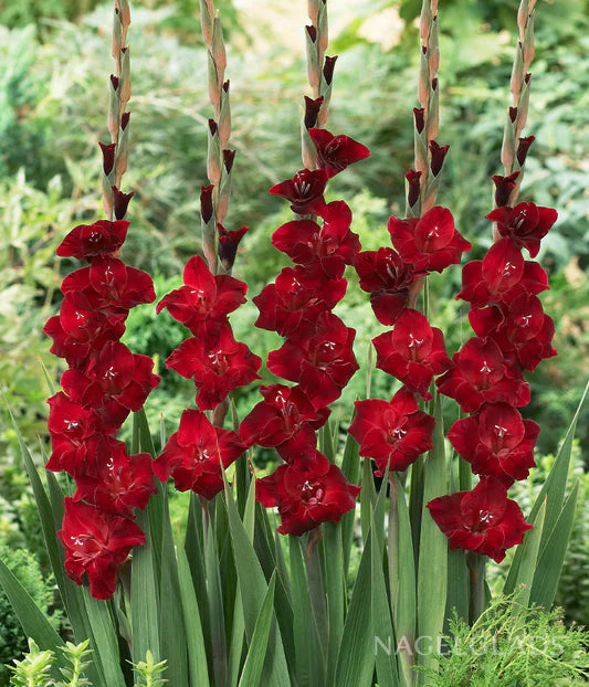 Burgundy Gladiolus flower seeds