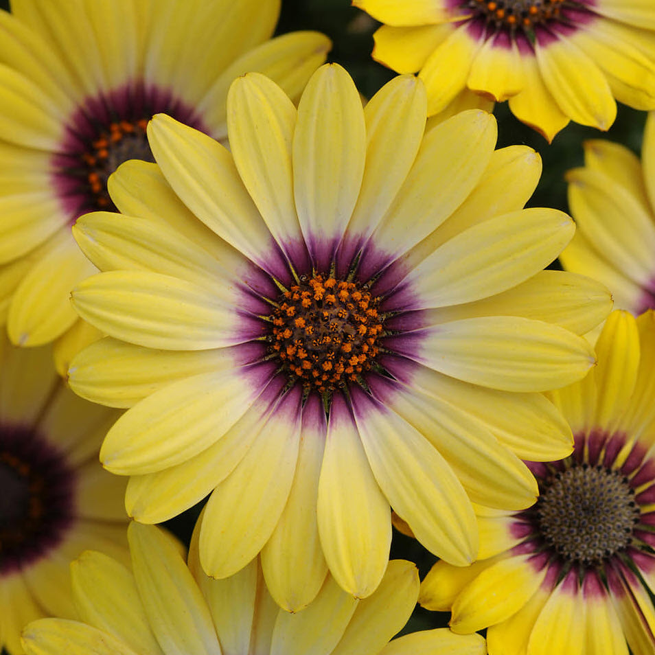 Yellow Osteospermum flower seeds