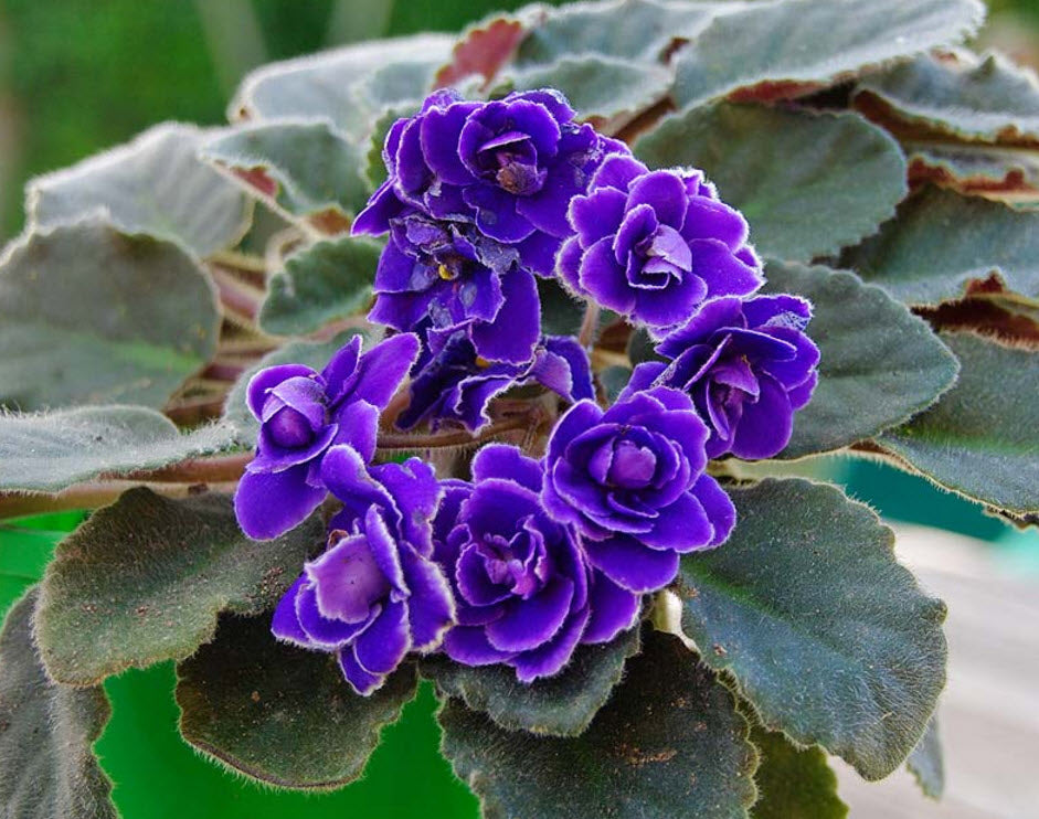 Saintpaulia Ionantha flower seeds