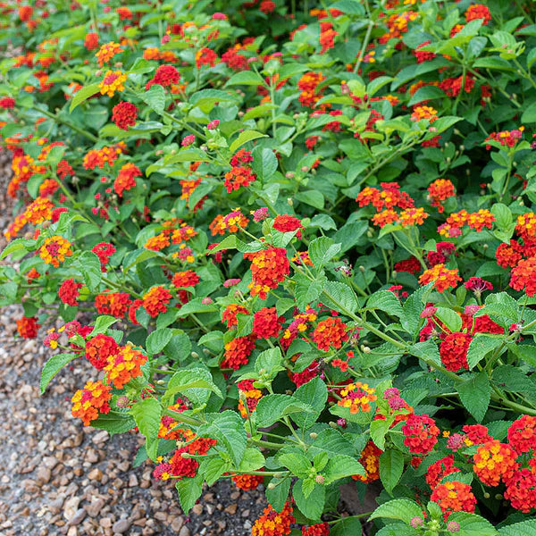 Lantana flower seeds