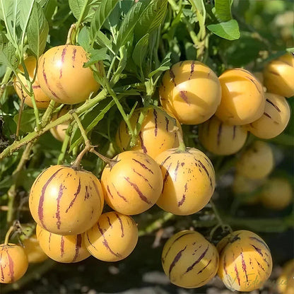 Muricatum Fruit Seeds for Planting – Heirloom Non-GMO Garden Seeds
