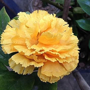 Yellow Dianthus flower seeds