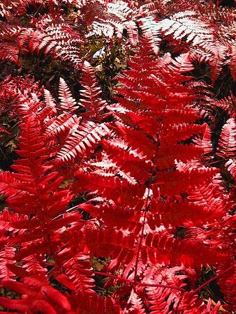 Red Fern flower seeds