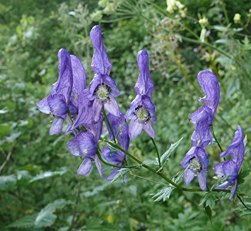 Aconite flower seeds