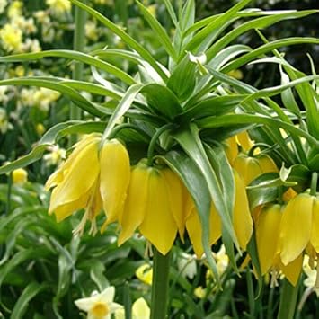 Yellow Imperial flower seeds