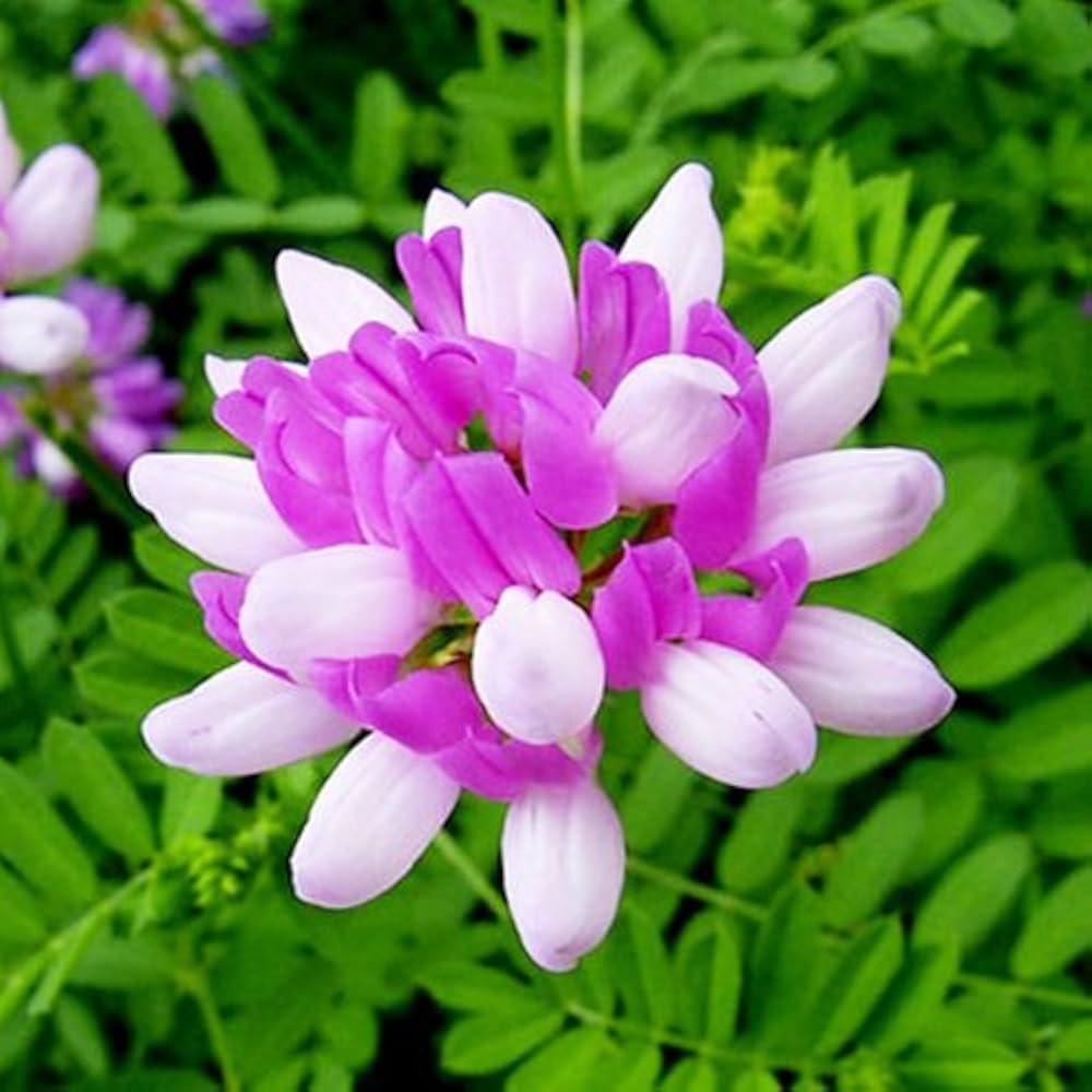 Astragalus Sinicus flower seeds