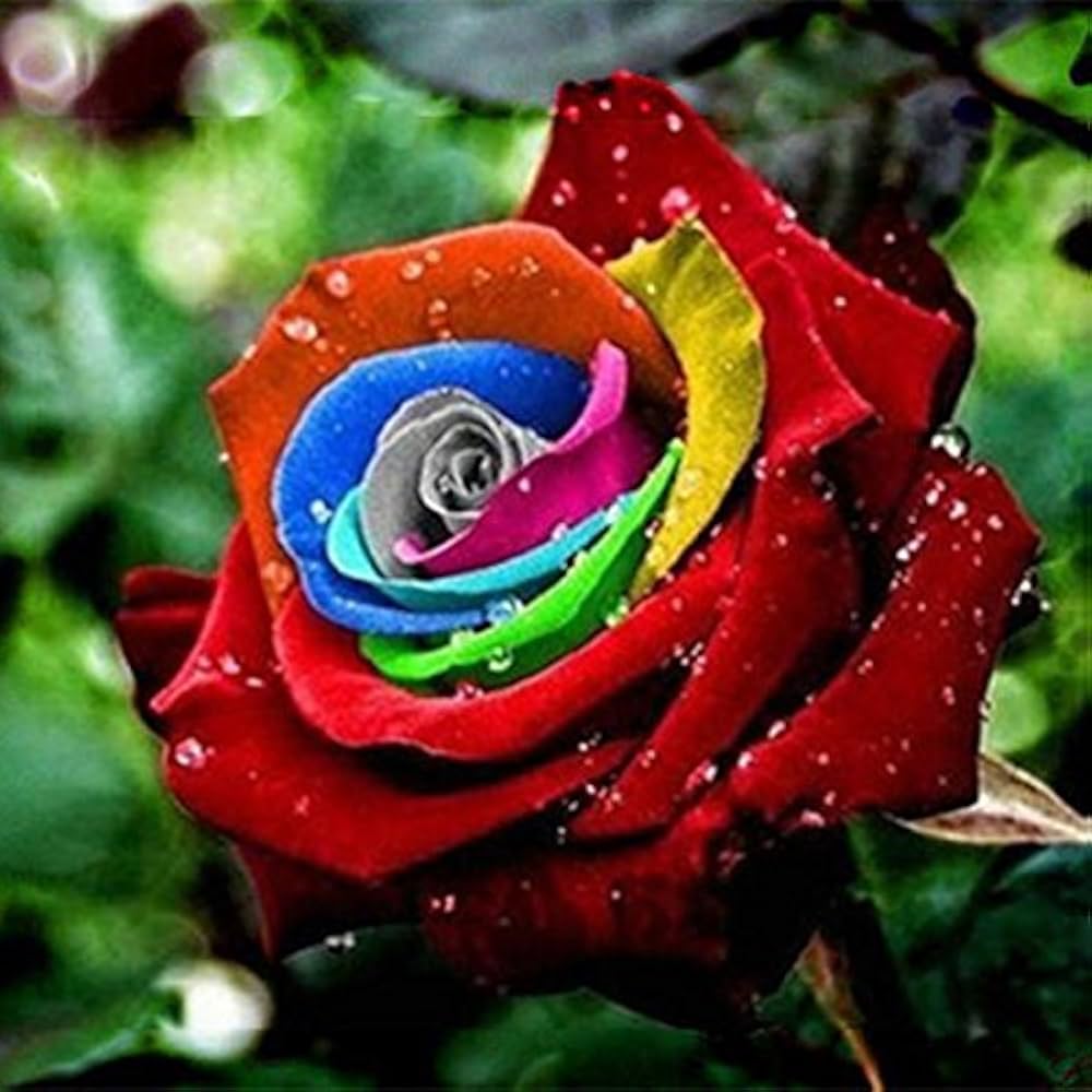 Red Rainbow flower seeds