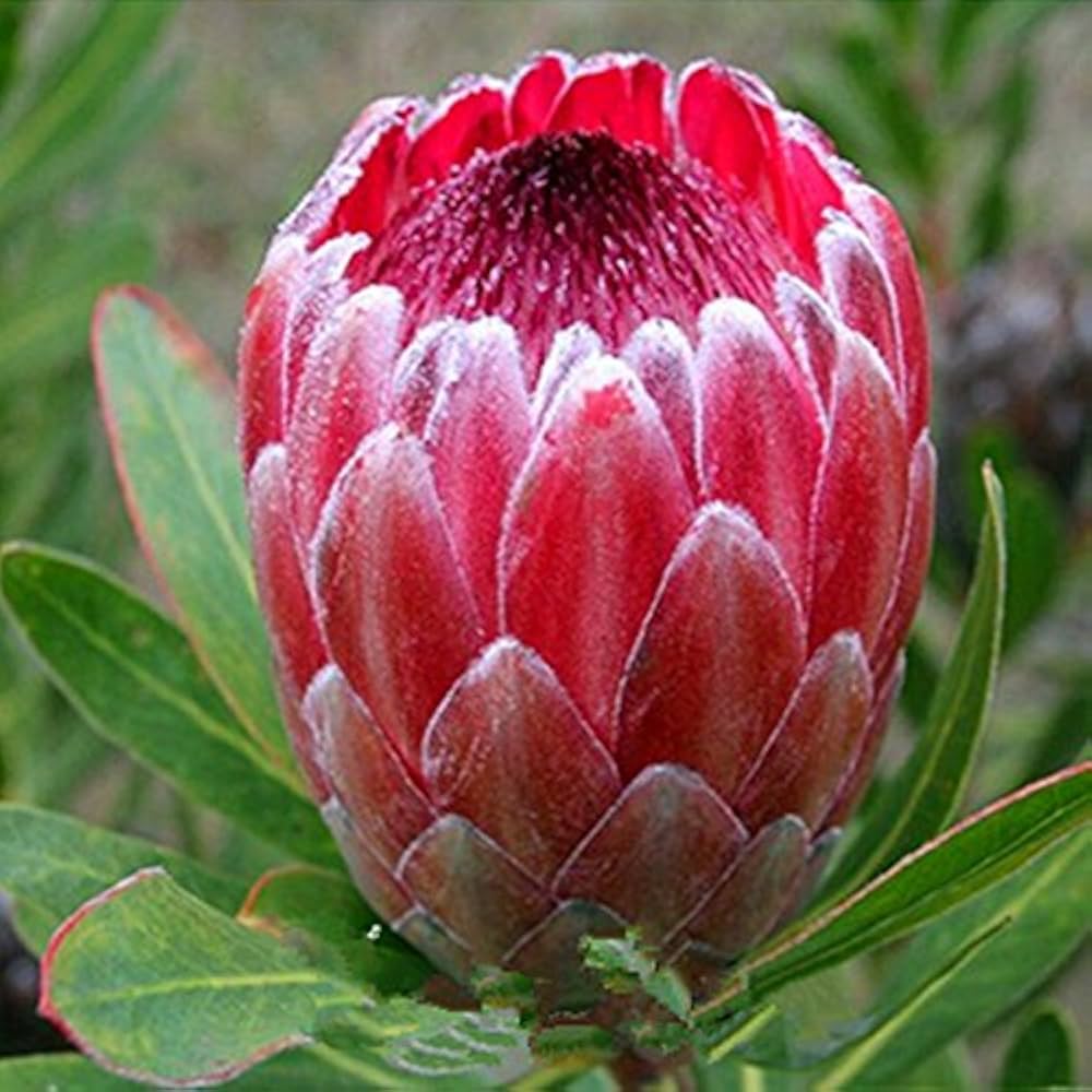 Pink Neriifolia flower seeds