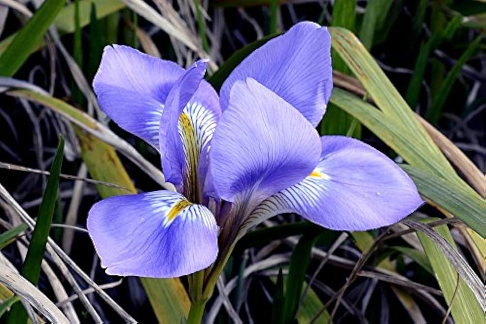 Blue Iris flower seeds