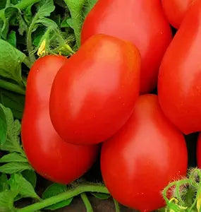 Roma VF Tomato Seeds