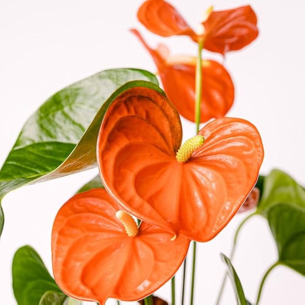 Dark Orange flower seeds