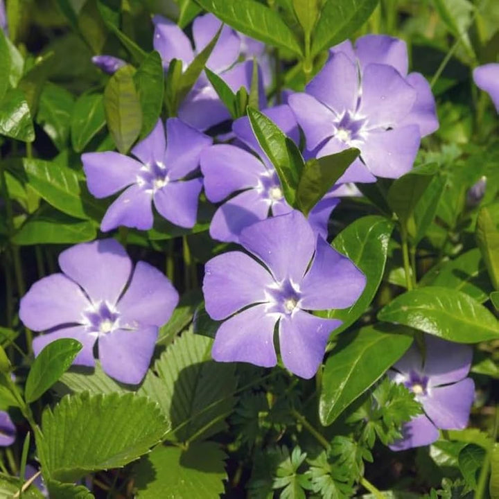 Violet Vinca flower seeds