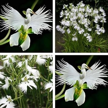 White Egret flower seeds