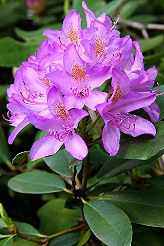 Lavender Rhododendron flower seeds