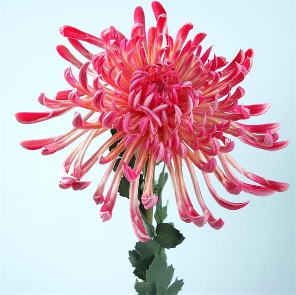 Japanese Spider flower seeds