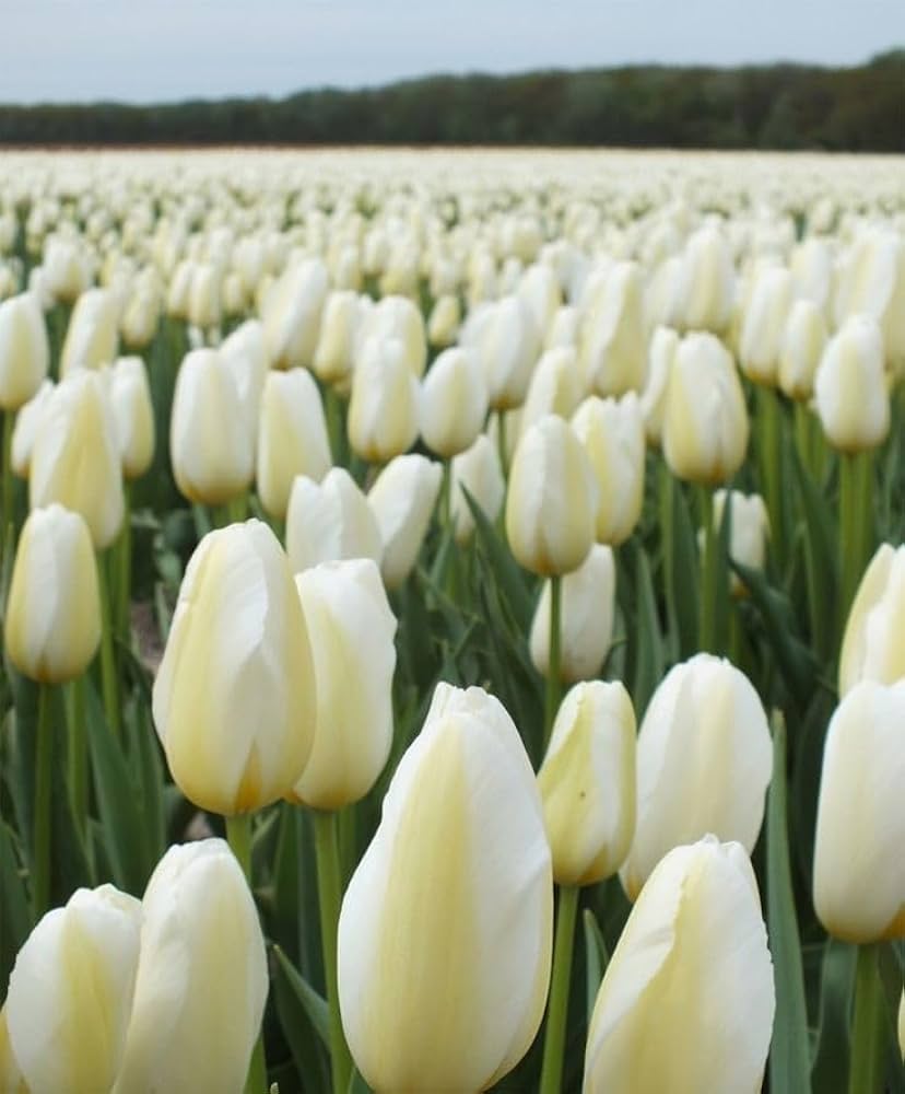 Light Grey flower seeds