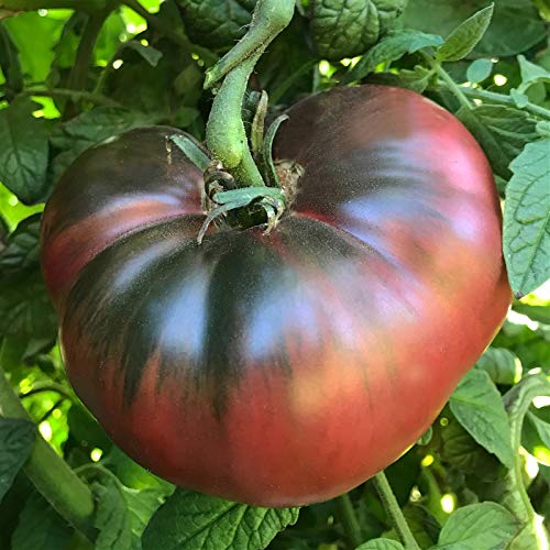 Cherokee Purple Tomato Seeds