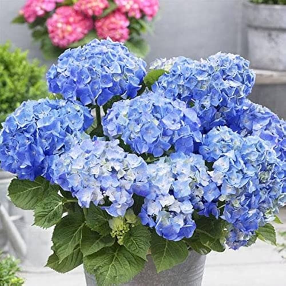Blue White flower seeds