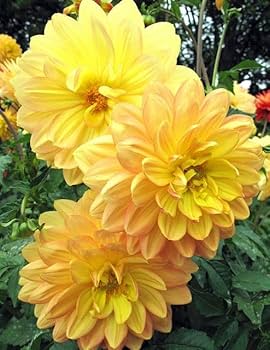 Light Yellow flower seeds