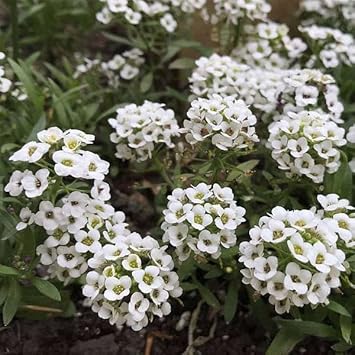 Alyssum flower seeds