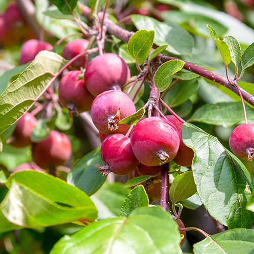 Sargent Crab Apple Malus sargentii Fruit Seeds for Planting – Heirloom Non-GMO Garden Seeds