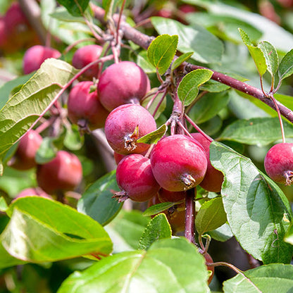 Sargent Crab Apple Malus sargentii Fruit Seeds for Planting – Heirloom Non-GMO Garden Seeds