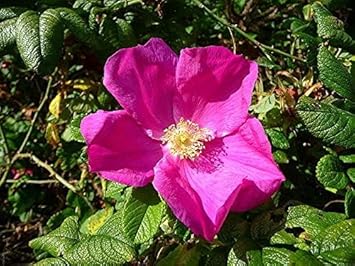 Rugosa flower seeds