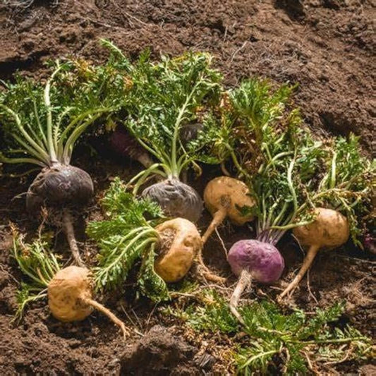 maca root seeds