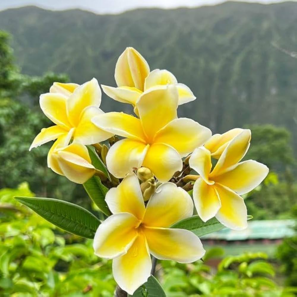 Frangipani Light flower seeds