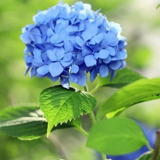 Blue And flower seeds