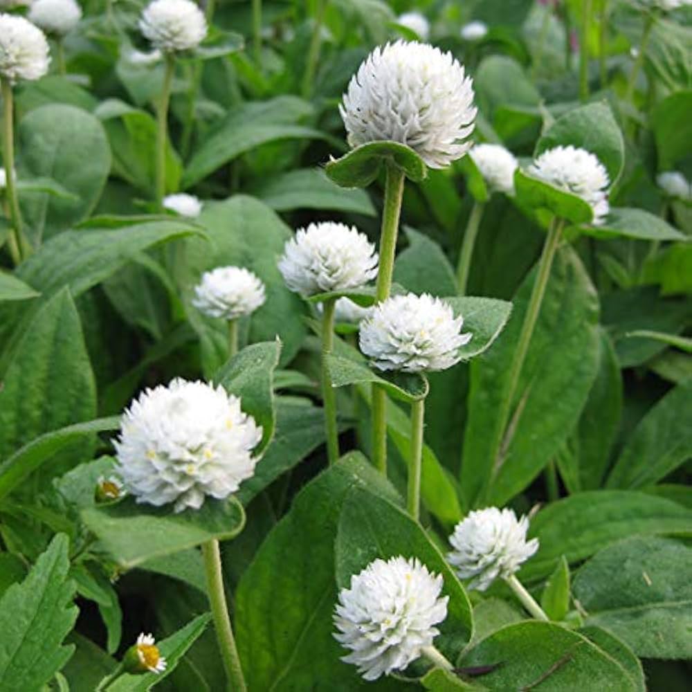 White Gomphrena flower seeds