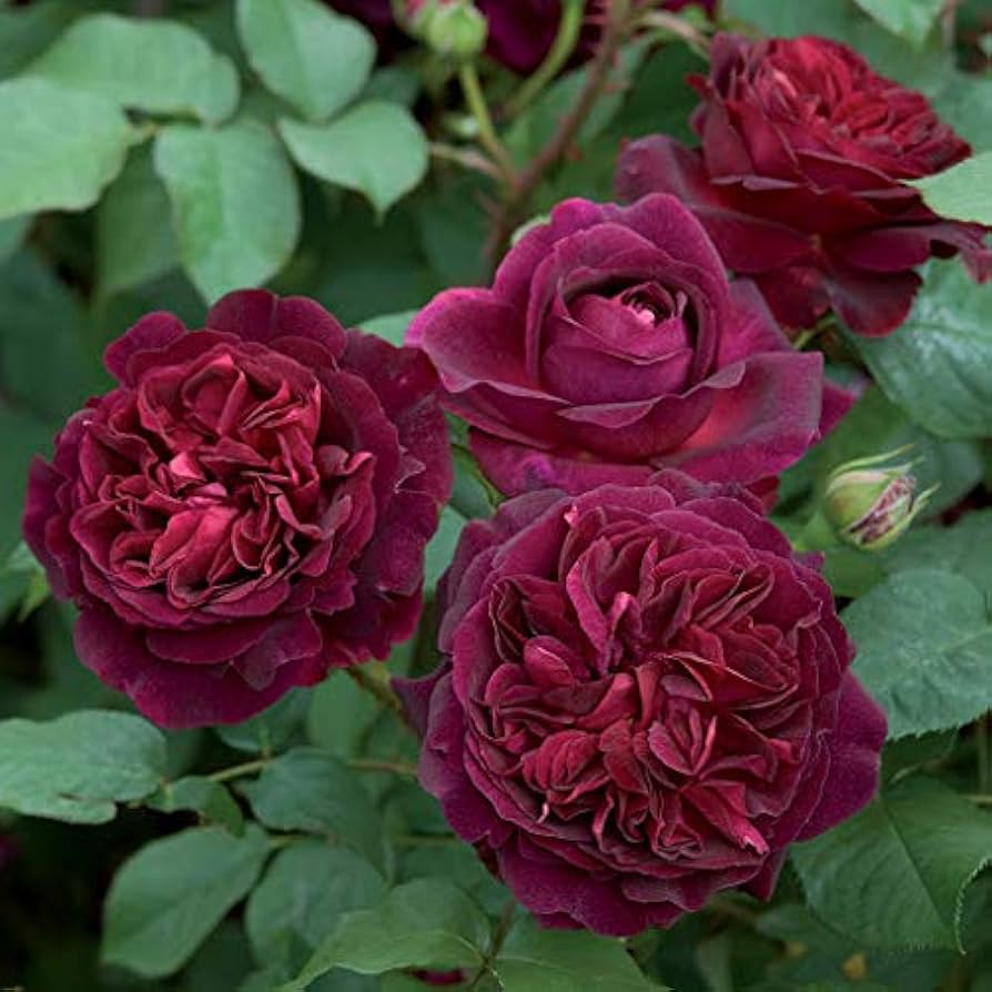 Chinese Rose flower seeds