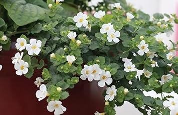 Bacopa Colgantes flower seeds