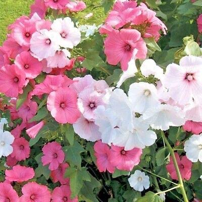 Rose Mallow flower seeds