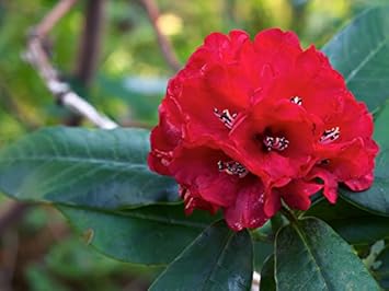 Red Rhododendron flower seeds