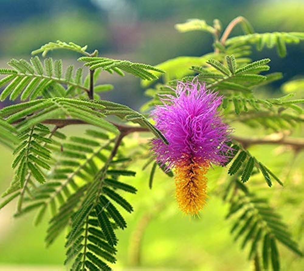 Prosopis Cineraria flower seeds