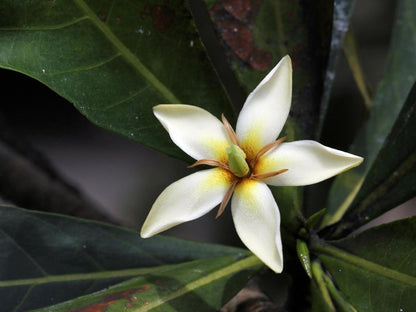 Graines de fleurs de génipayer à petites feuilles à planter – Graines d’arbre génipayer tropical
