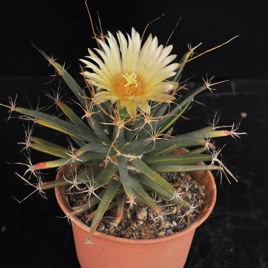 Yellow Leuchtenbergia flower seeds