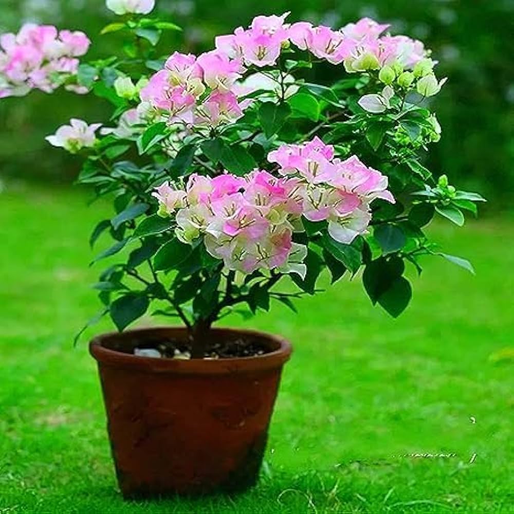 White Pink flower seeds