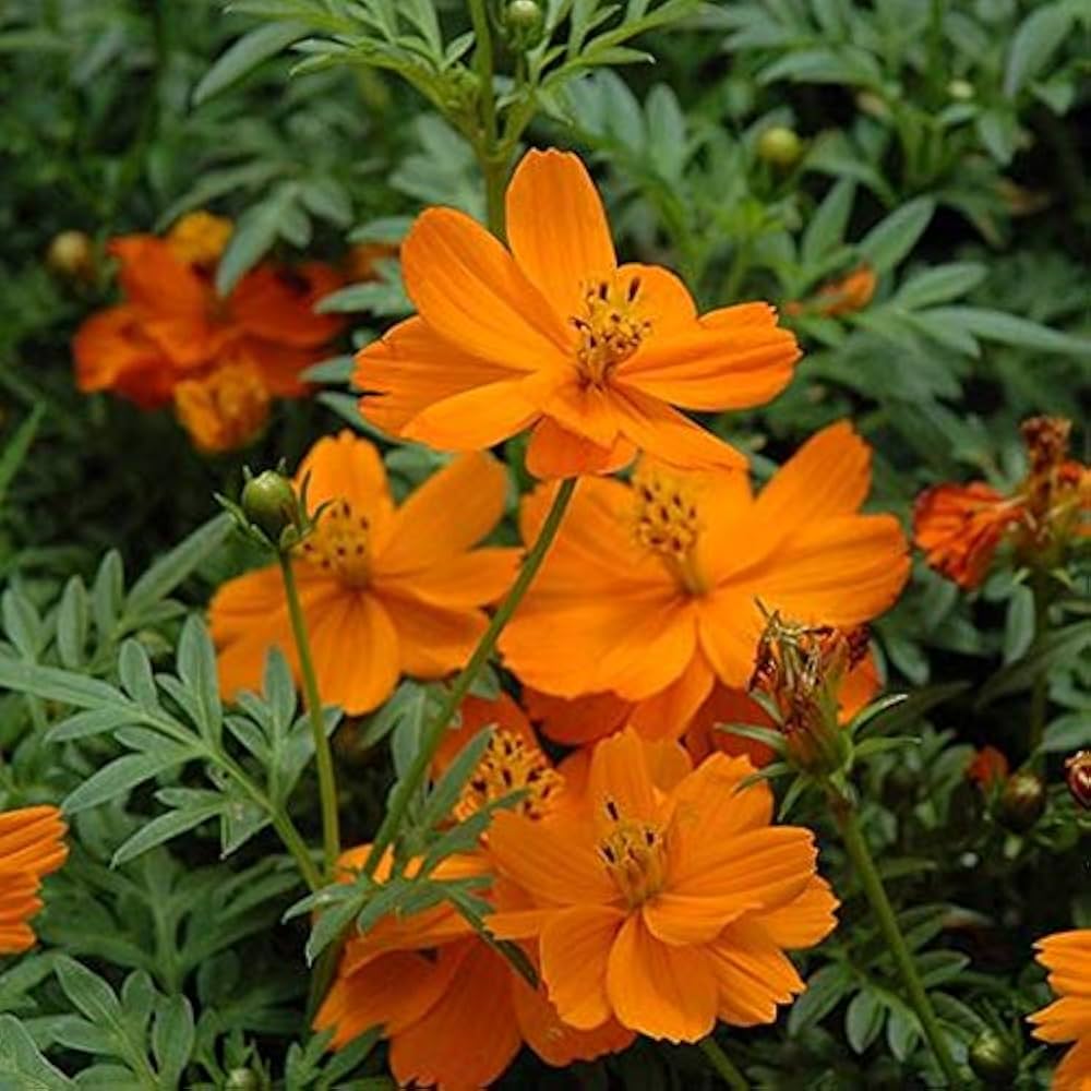 Orange Cosmos flower seeds