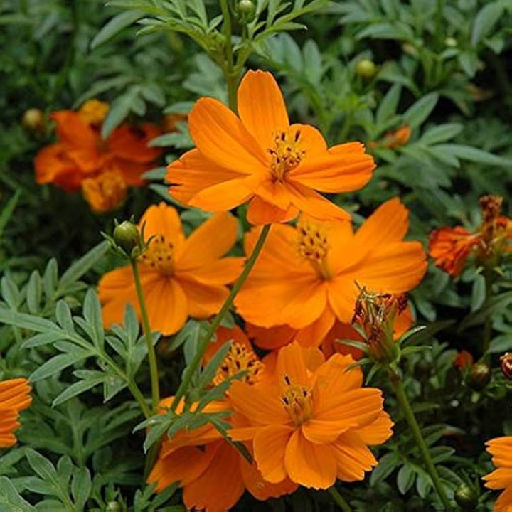 Cosmos Cosmic flower seeds