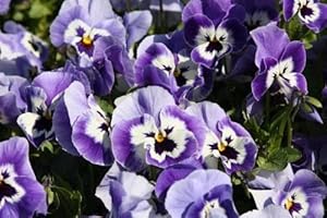 Light Blue flower seeds