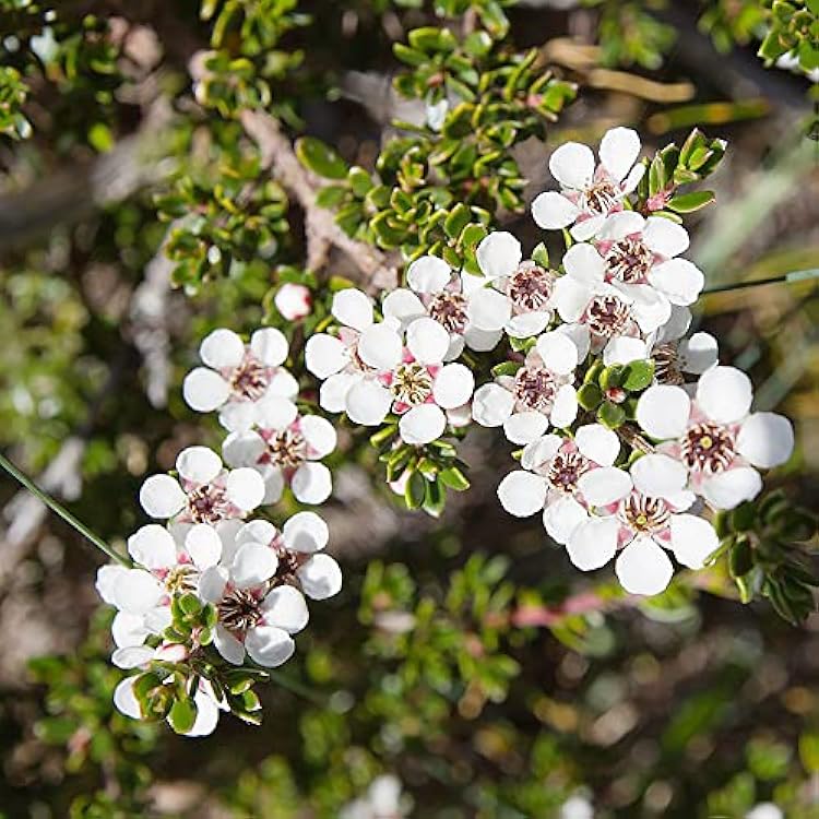 White Leptospermum flower seeds