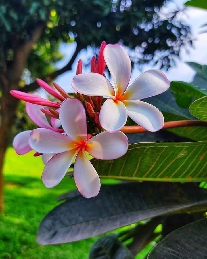 Peach Frangipani flower seeds