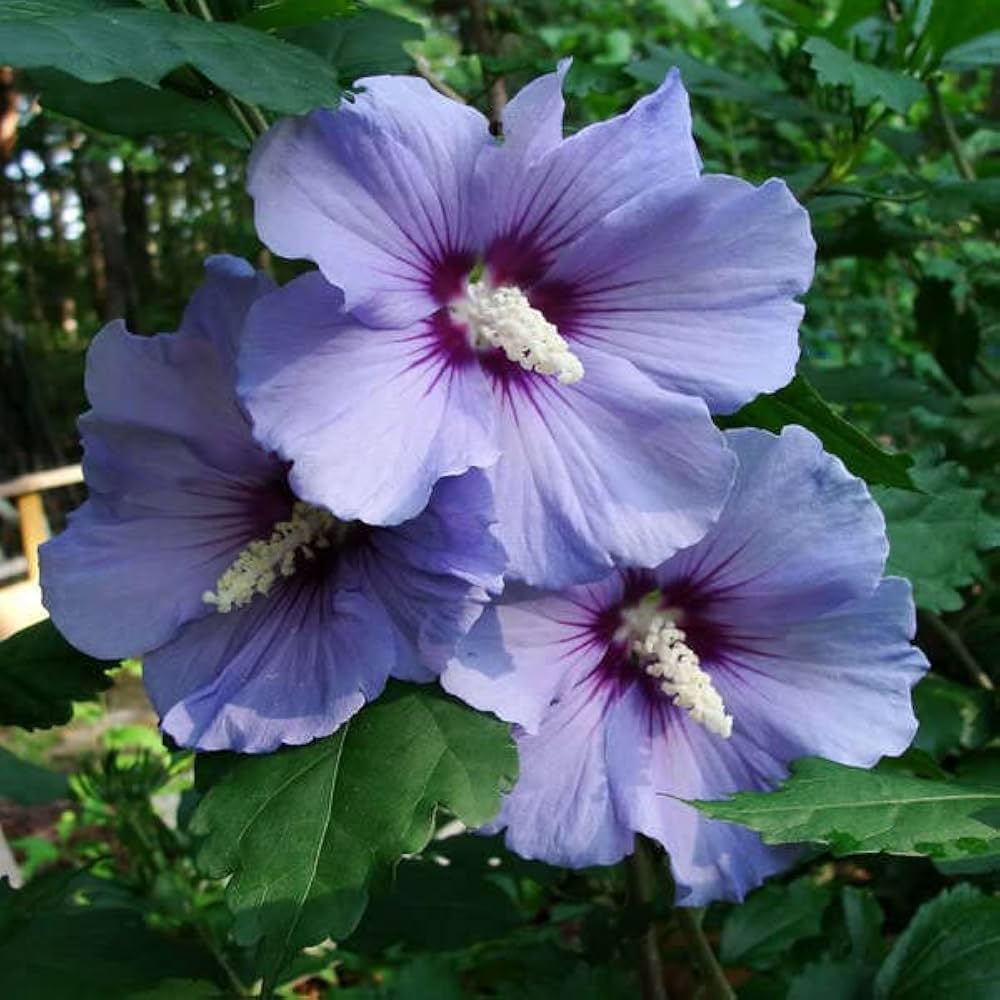 Green Purple flower seeds