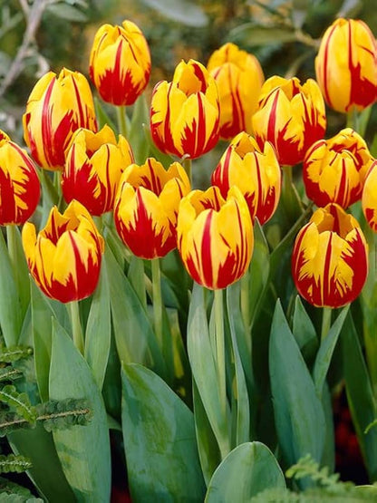 Yellow Pink flower seeds