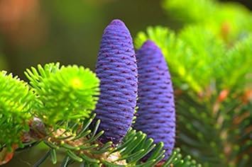 Purple Abies flower seeds