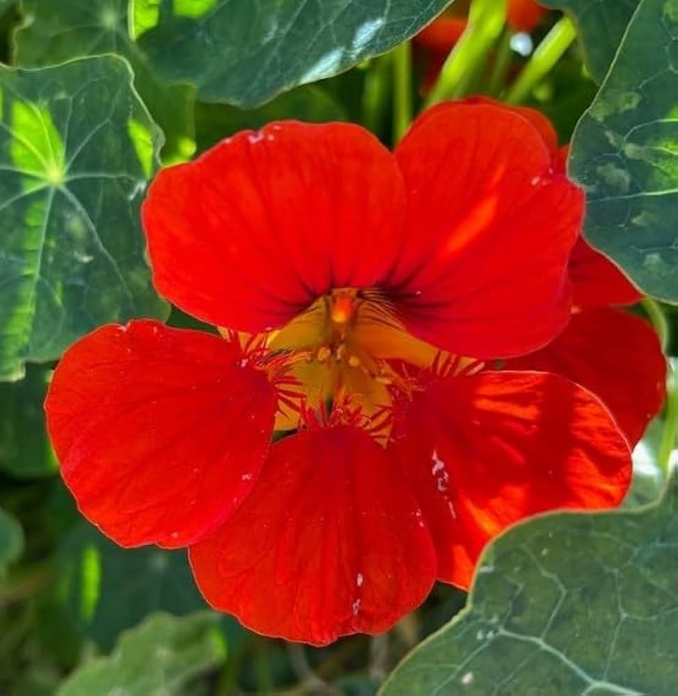 Red Hanging flower seeds
