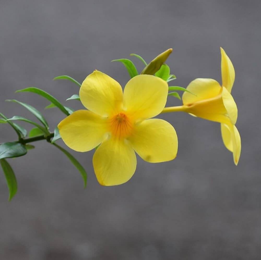 Drought-Tolerant Allamanda plant